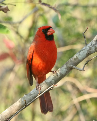 Cardinal_IMG_9136.jpg