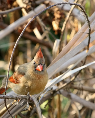 Cardinal_IMG_9166.jpg