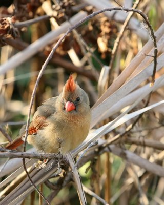 Cardinal_IMG_9168.jpg
