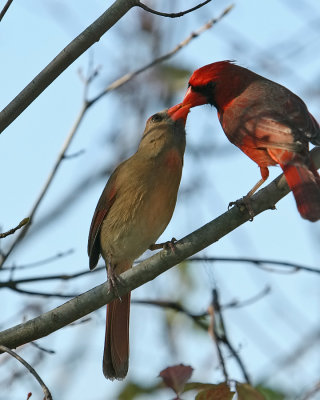 Cardinals Sharing2_IMG_9150.jpg