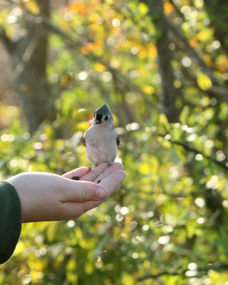 The Titmouse