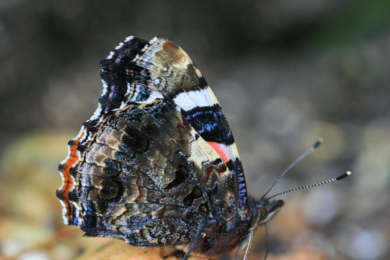 Dark side of a Red Admiral