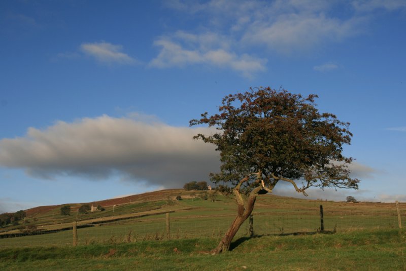 hawthorn tree near Hill End