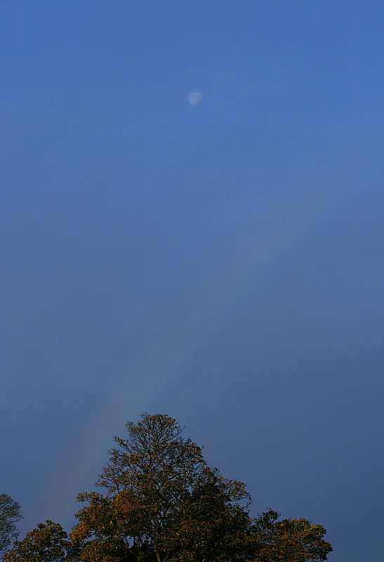 tree, rainbow, moon