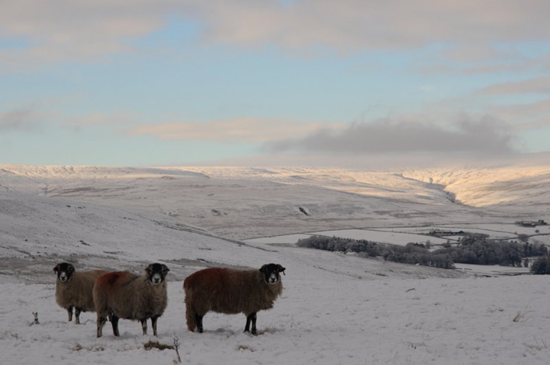 Wool keeps ewe warm