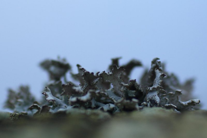 lichen on a gate post