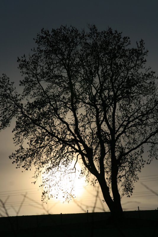 Tree sun
