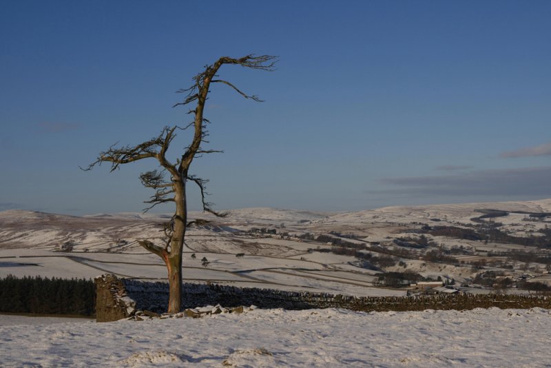 broken tree