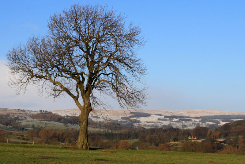 sugar coated hills