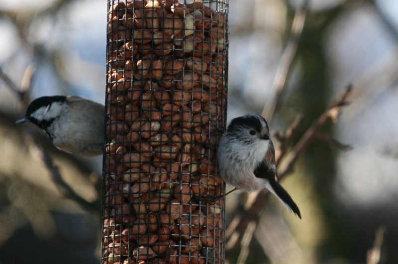Coal tit and Long tailed tit