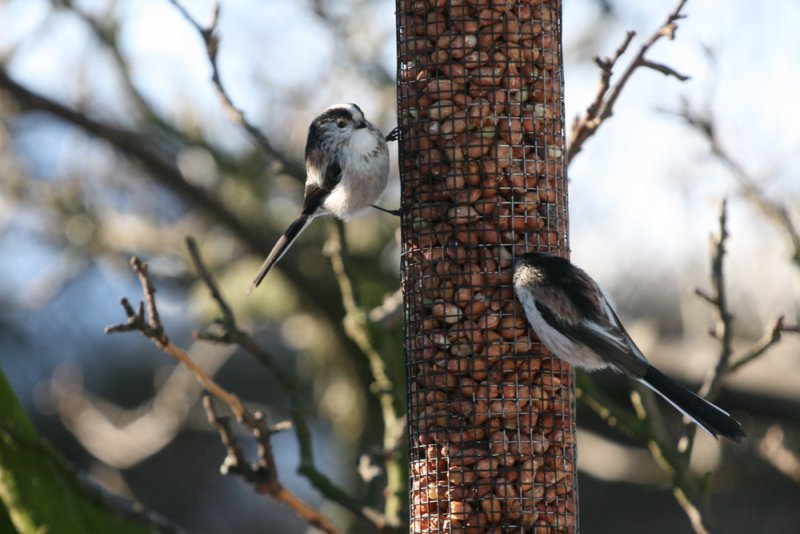 pair of Long Tailed tits.