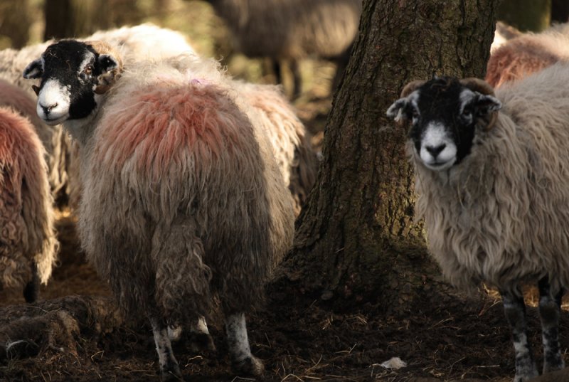if ewe go down in the woods