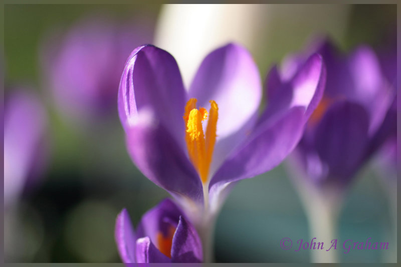 crocus