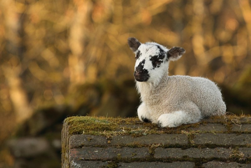 sleepy lamb