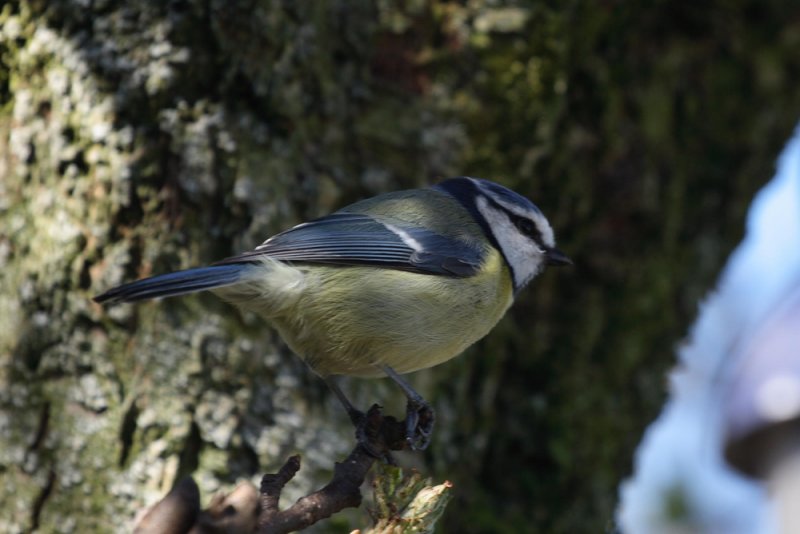 BlueTit