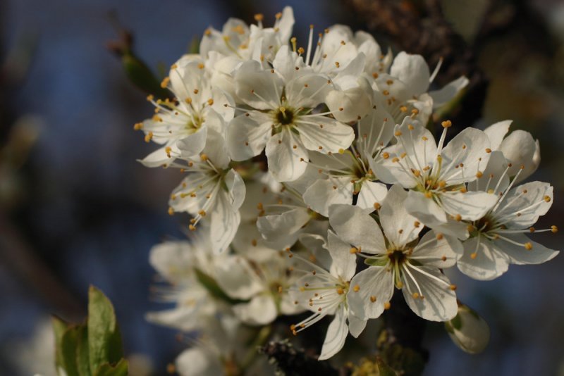 Blackthorn