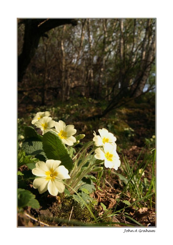 primroses in the wood