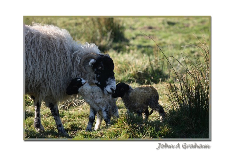 brand new lambs