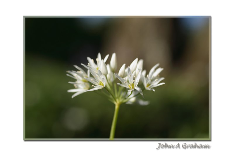 wild garlic