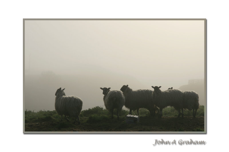 misty morning flock