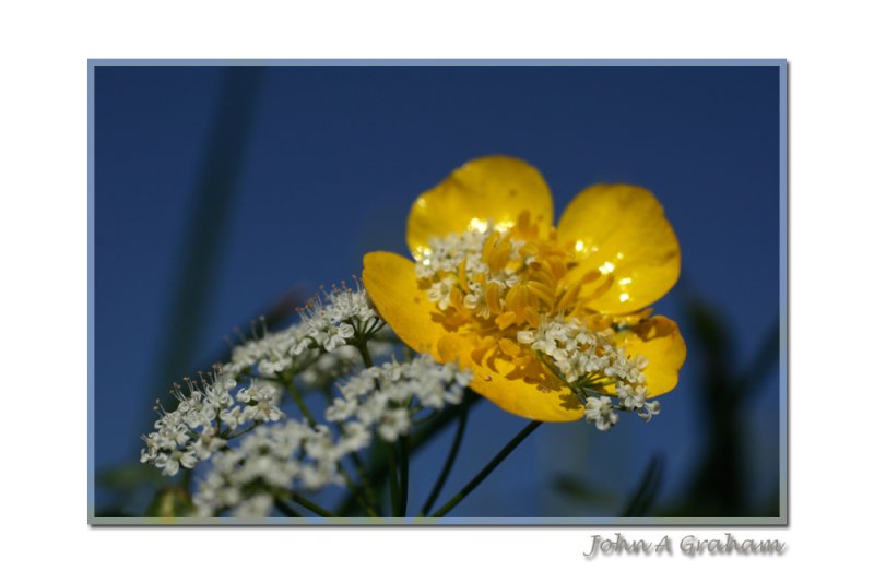 yellow white and blue