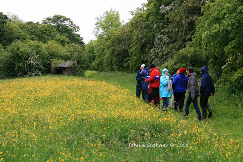 Walkers and Buttercups