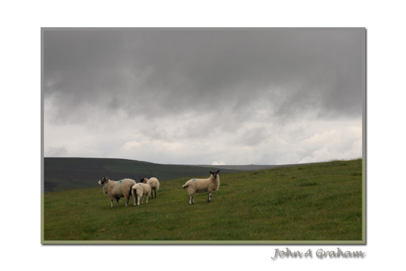 soggy sheep