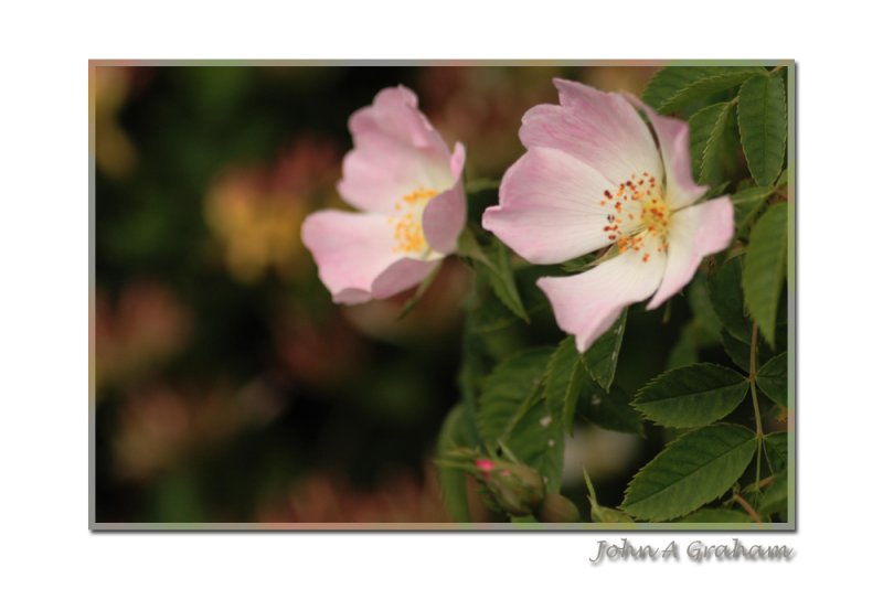 rose and honeysuckle