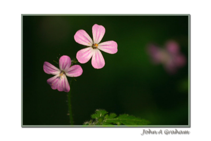 Herb Robert