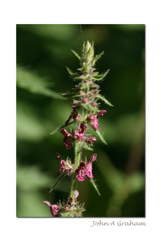 hedge woundwort