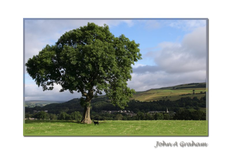 Holly and tree