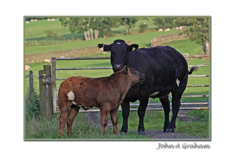 coo and calf