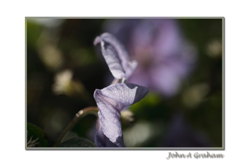 clematis perle d'azure