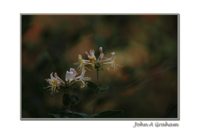 Wild honeysuckle