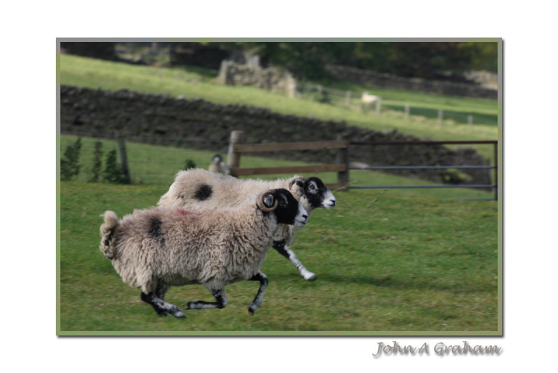 run two ewe