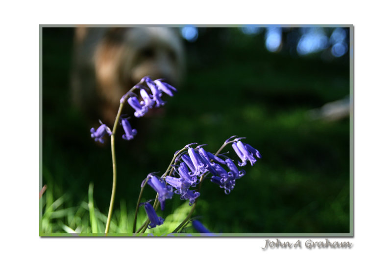 bulldoze through the bluebells
