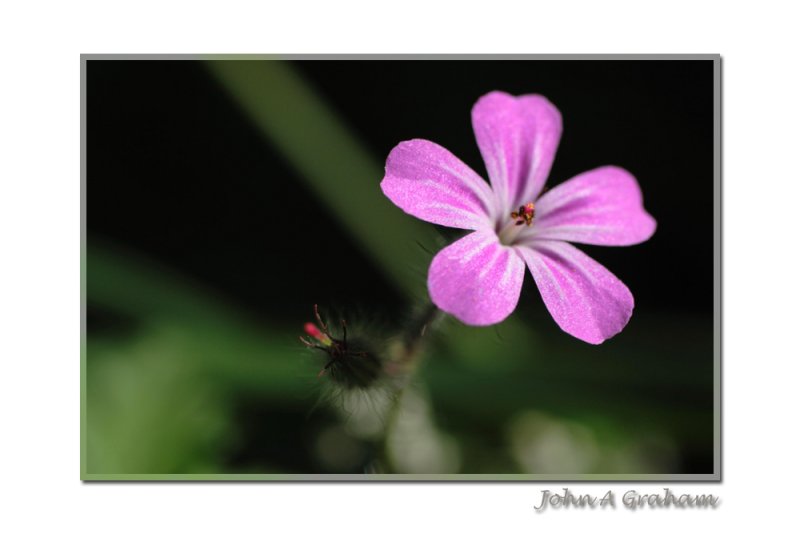 Herb Robert.