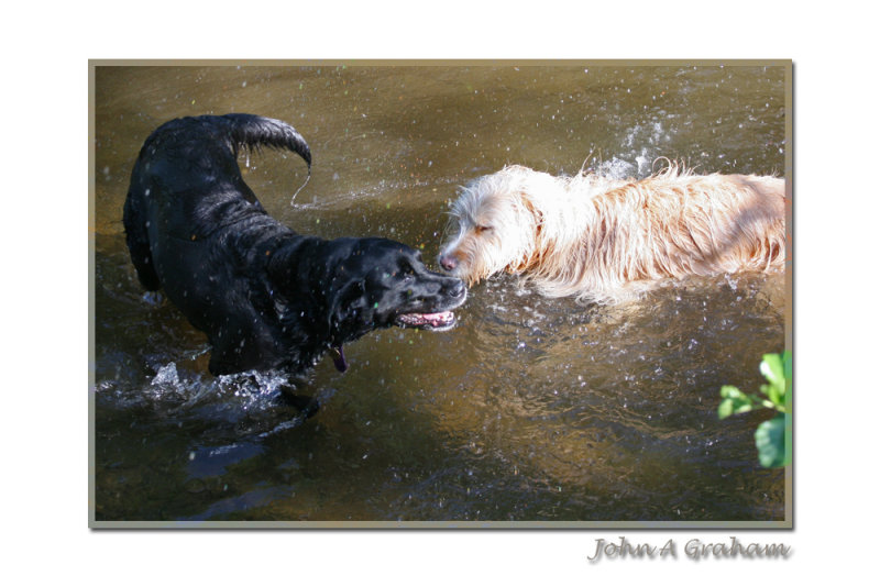 splashy