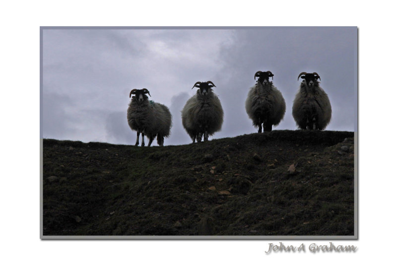 looking up at ewes