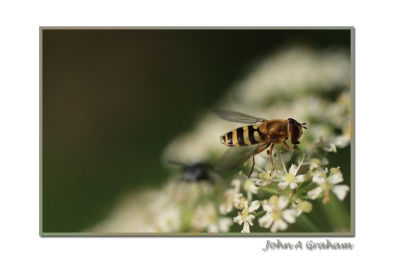 hoverfly