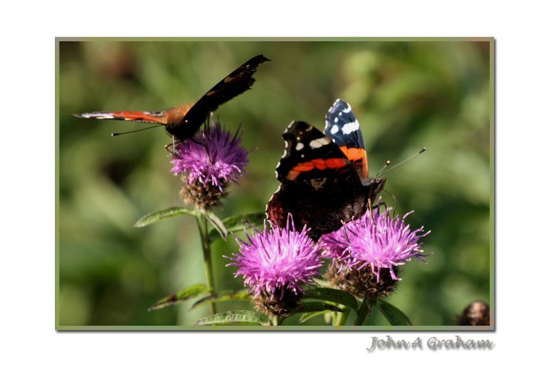 Red Admiral and Peacock on Knapweed