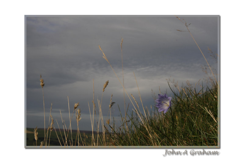 harebell