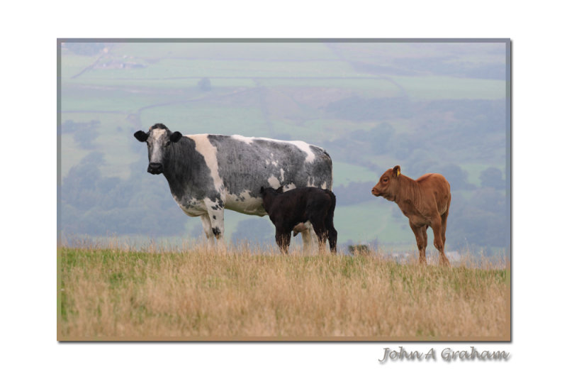 the milk bar is open