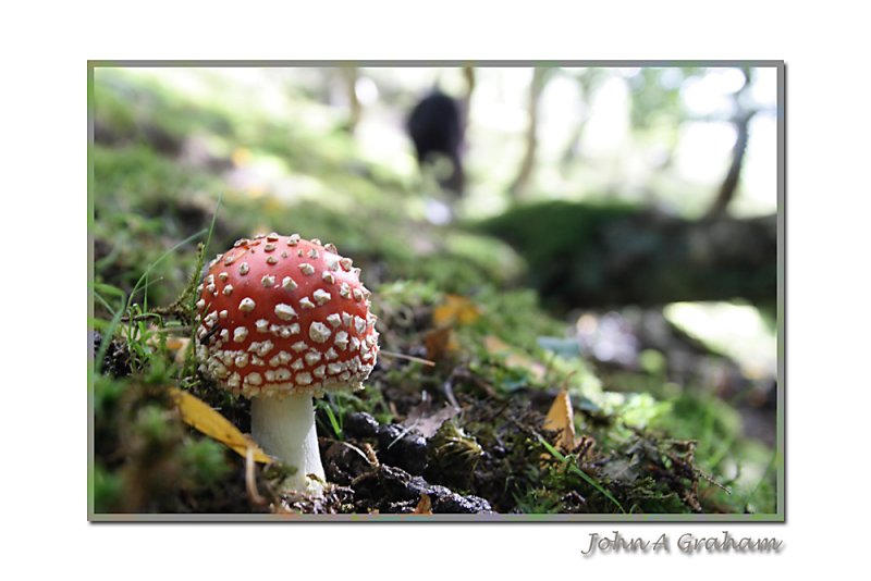 fly agaric (and Holly)