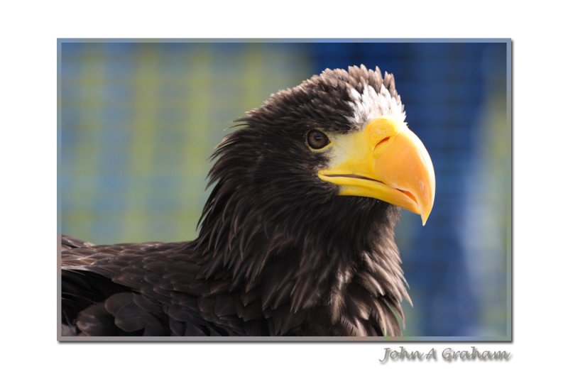 Sea Eagle (Stanhope Show)