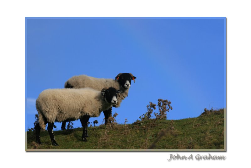 sheep with a hint of rainbow