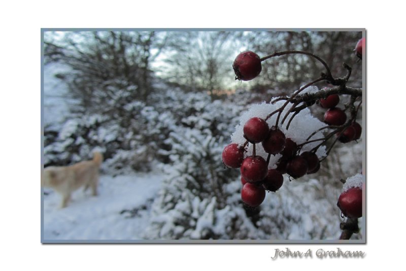 cold berries