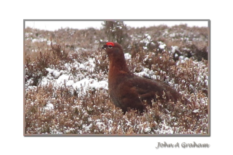 red grouse male