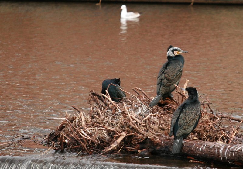 Fancy a quick Cormorant?