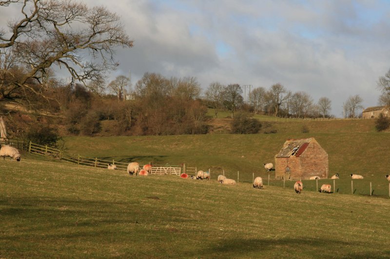 sheep and shed